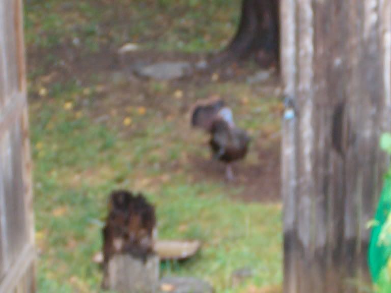 9-15-05turkeysintheyard6.jpg