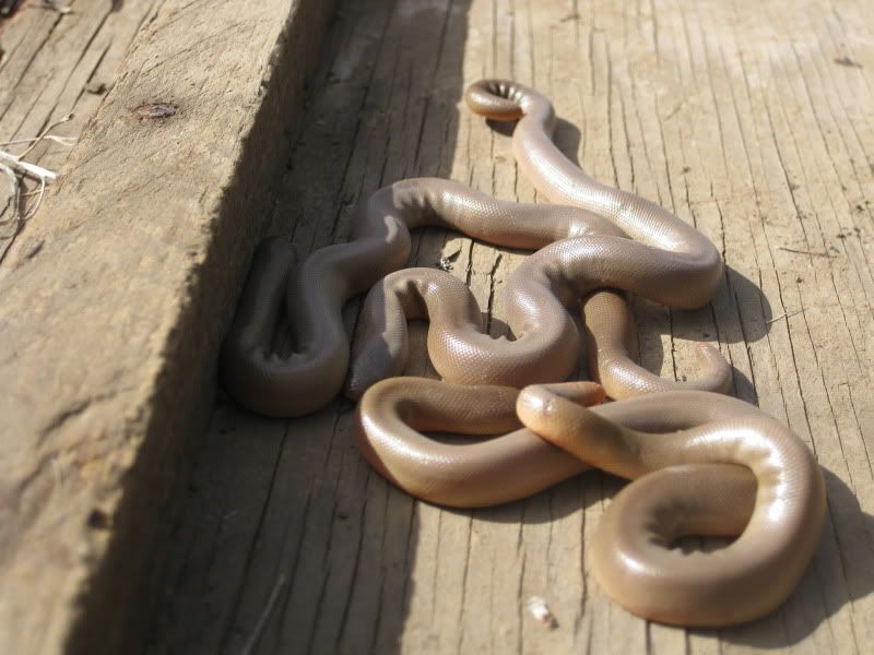 Baby Rubber Boas Field Herp Forum