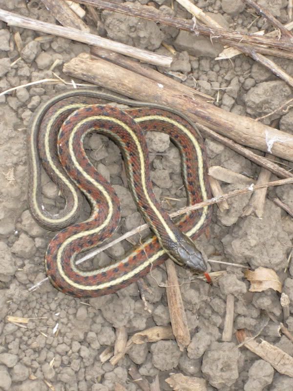 Rubber boa from today (as posted in CA chapter) Field Herp Forum