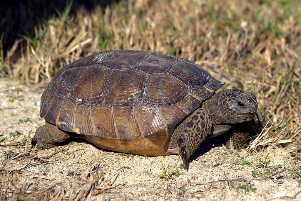 IMAGE: http://img.photobucket.com/albums/v622/ps1rick/IMG_5004-1_zpsf665a91f.jpg