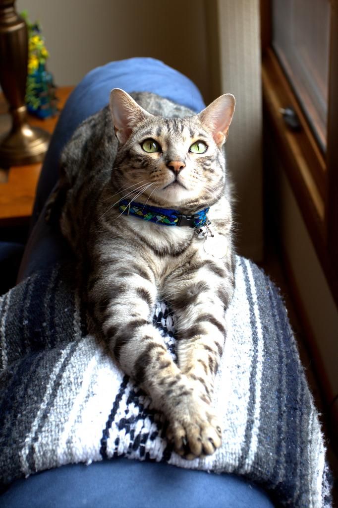 IMAGE: http://img.photobucket.com/albums/v622/ps1rick/IMG_5943-1_zps31236b37.jpg