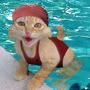 Swimcat.jpg