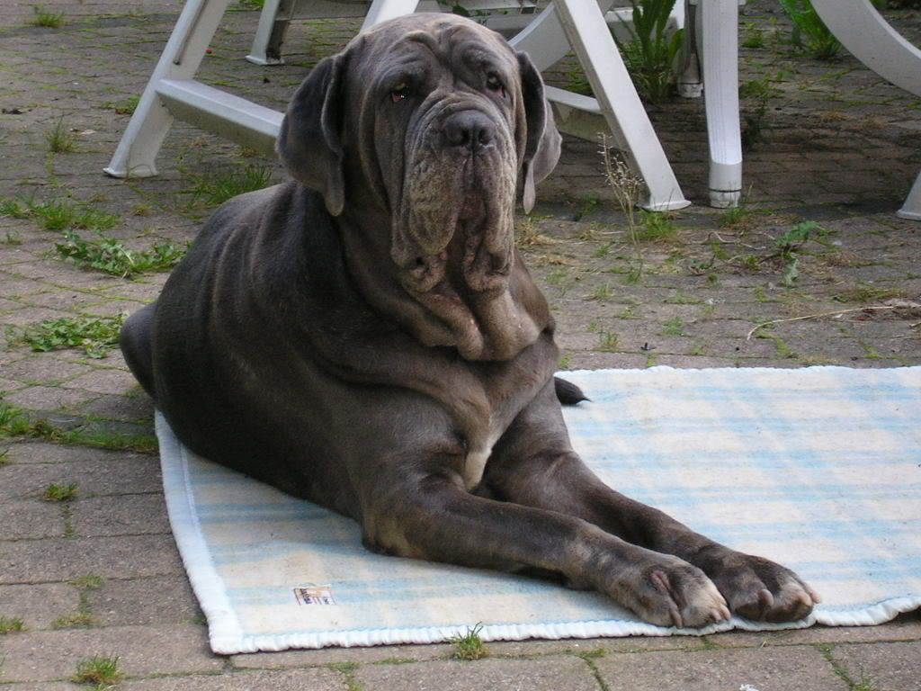 [img width=640 height=480]http://img.photobucket.com/albums/v623/bonobo/Beestenboel005.jpg[/img]