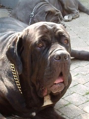 [img width=360 height=480]http://img.photobucket.com/albums/v623/bonobo/digitalefotos066.jpg[/img]