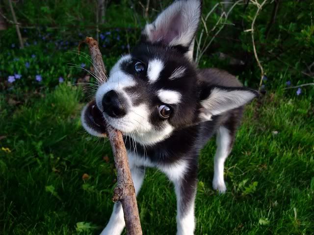 Klee Kai Rescue Nyc