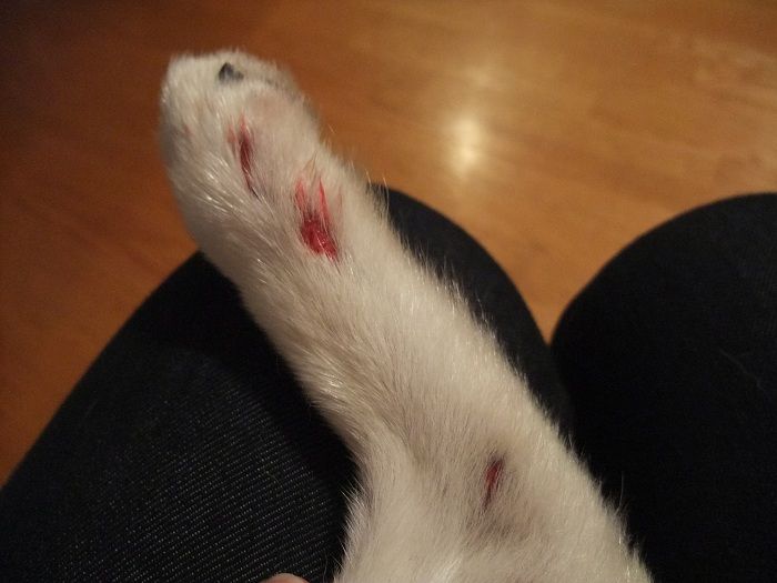 Stepped on puppies foot on accident...seems to be okay. Vet? Puppy Forum and Dog Forums