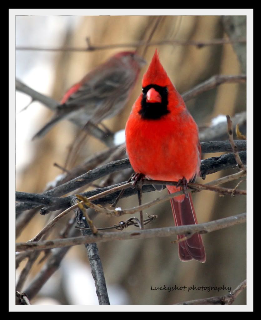 IMAGE: http://img.photobucket.com/albums/v624/jetzwing/birds/IMG_2722LS-1.jpg