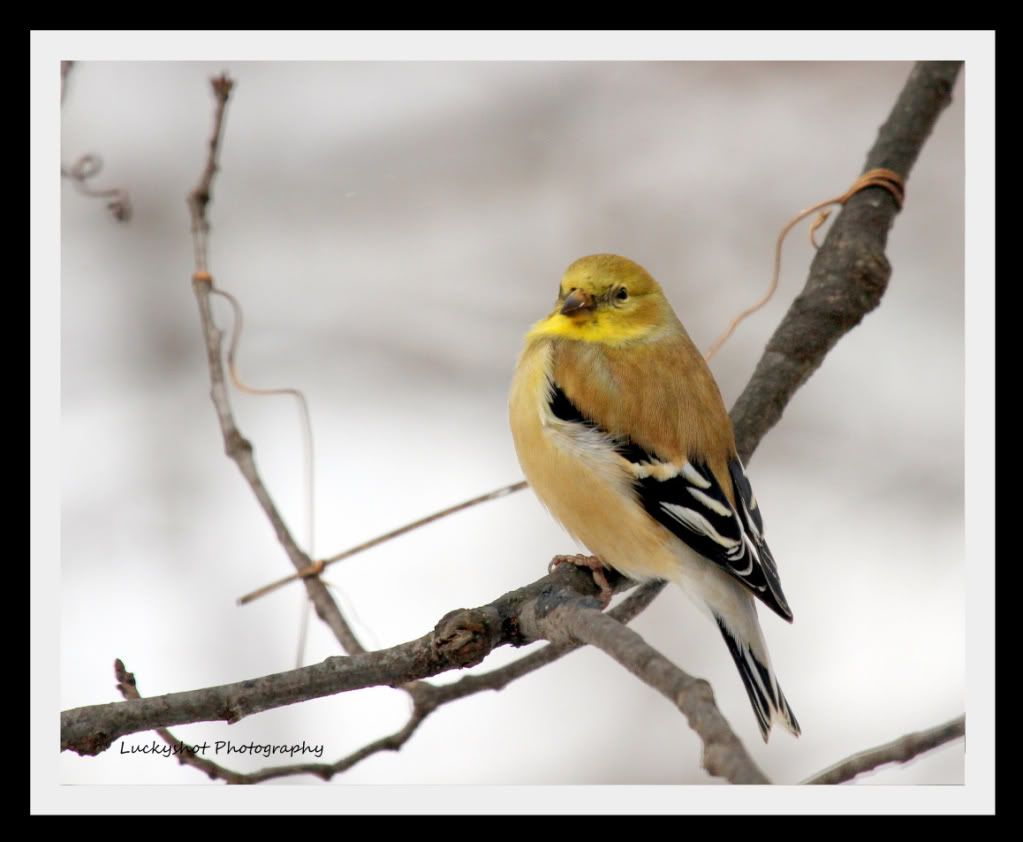 IMAGE: http://img.photobucket.com/albums/v624/jetzwing/birds/IMG_2878-1.jpg