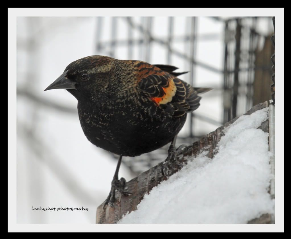 IMAGE: http://img.photobucket.com/albums/v624/jetzwing/birds/IMG_2942_edited-1LS-1.jpg