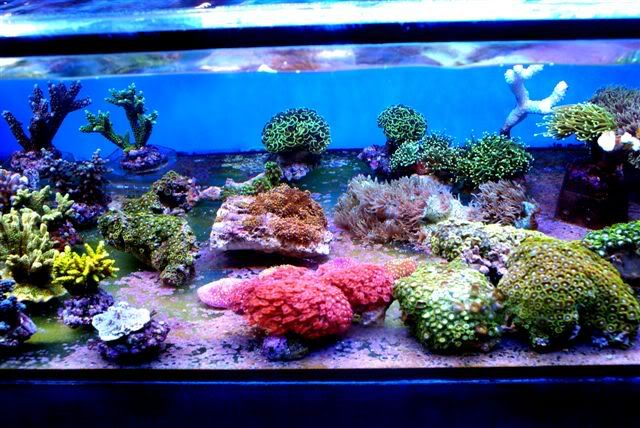 Coral Amiga