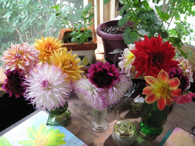 dahlias