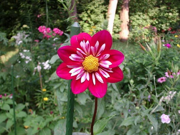 Photobucket - Video and Image Hosting