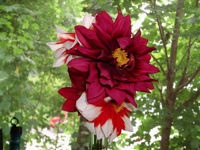 Photobucket - Video and Image Hosting