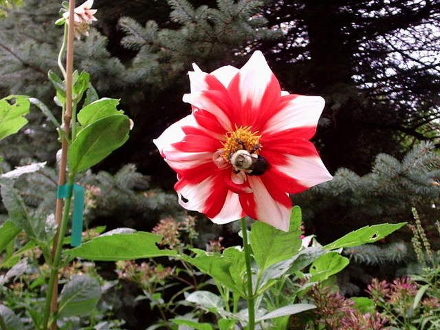 Photobucket - Video and Image Hosting