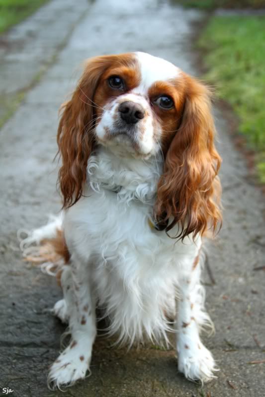 IMAGE: http://img.photobucket.com/albums/v625/CelicaBuddy/IMG_0594.jpg