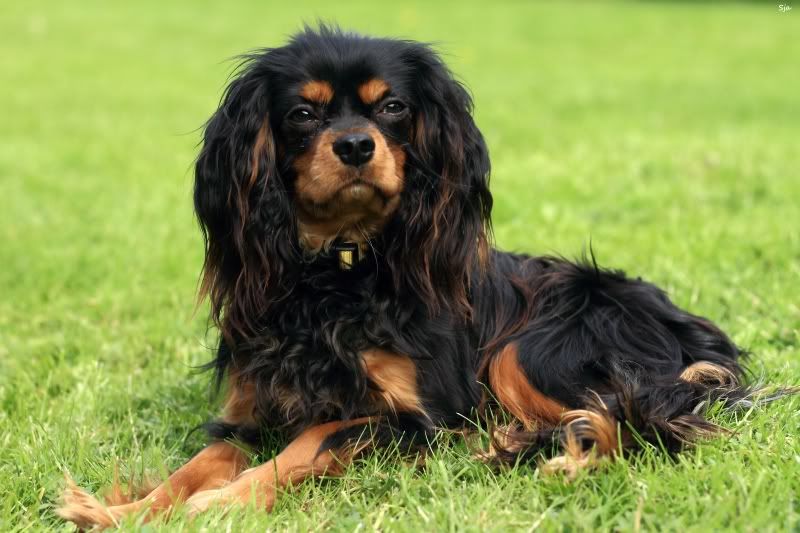 Post your Cavalier King Charles Spaniels! -- Pets in photography-on-the