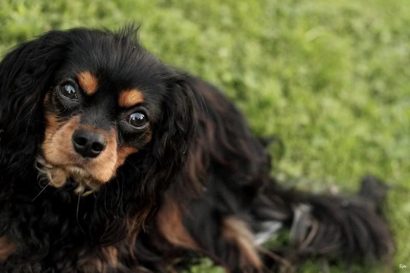 IMAGE: http://img.photobucket.com/albums/v625/CelicaBuddy/IMG_2183-1.jpg