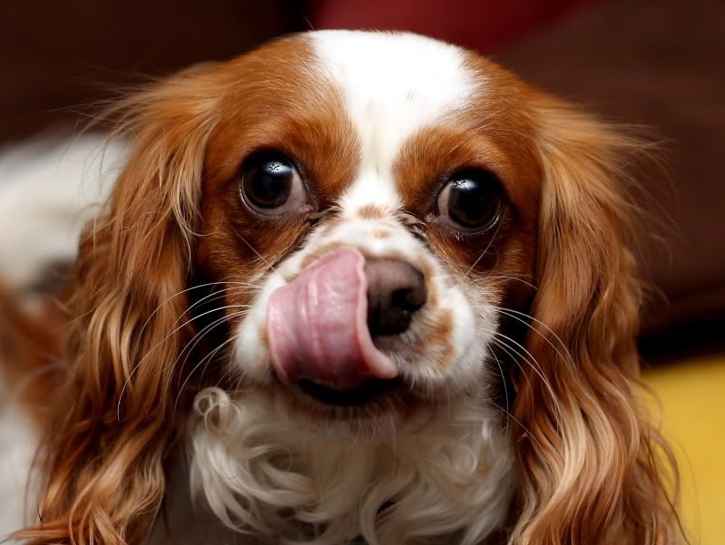 IMAGE: http://img.photobucket.com/albums/v625/CelicaBuddy/IMG_6125.jpg