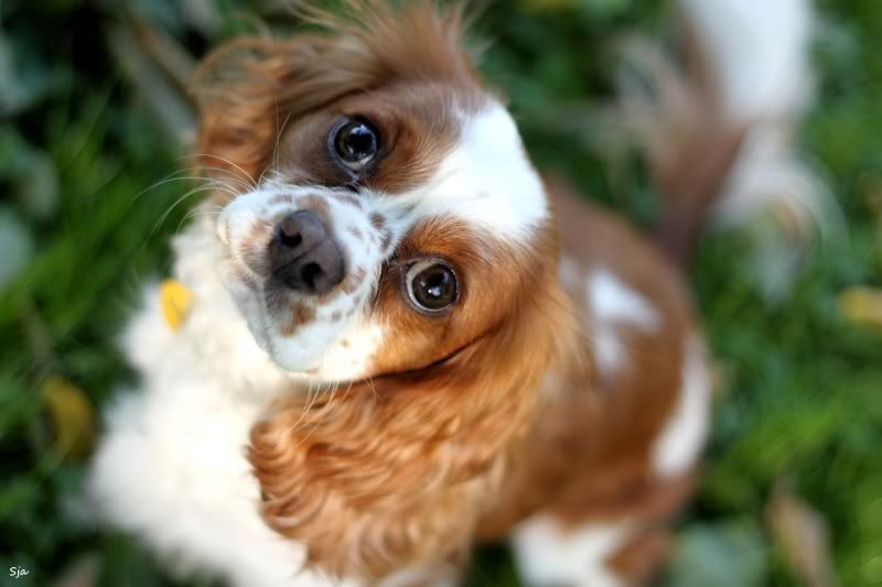 IMAGE: http://img.photobucket.com/albums/v625/CelicaBuddy/IMG_8471.jpg