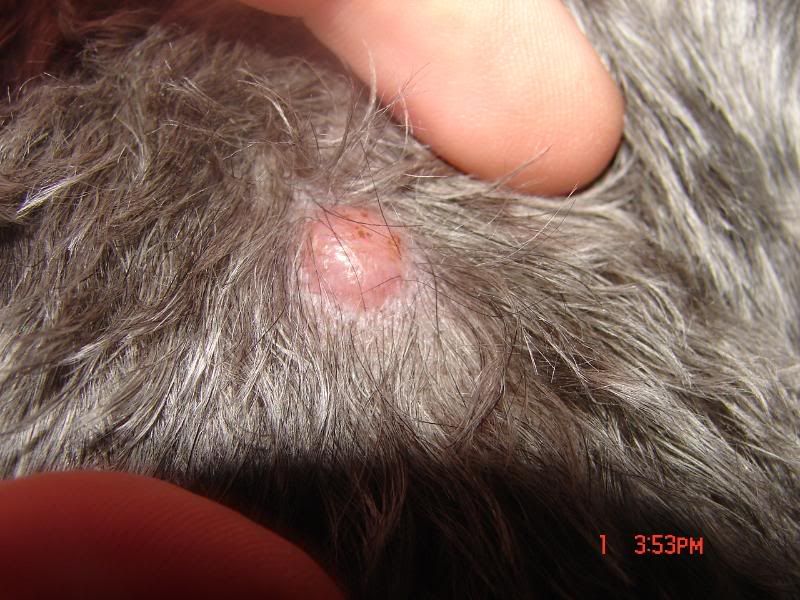 anyone-familiar-with-skin-cancer-tumors-pics-chaz-hound-dog-forums