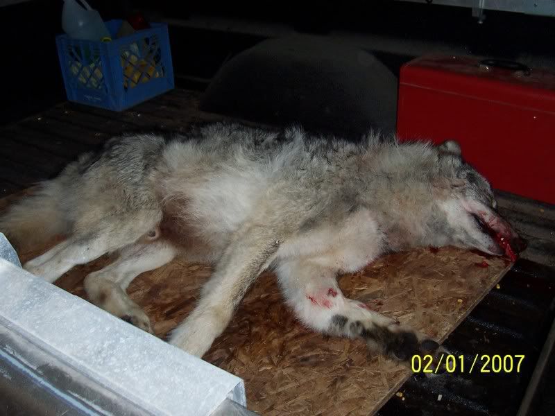 Timber Wolf - Homesteading Questions