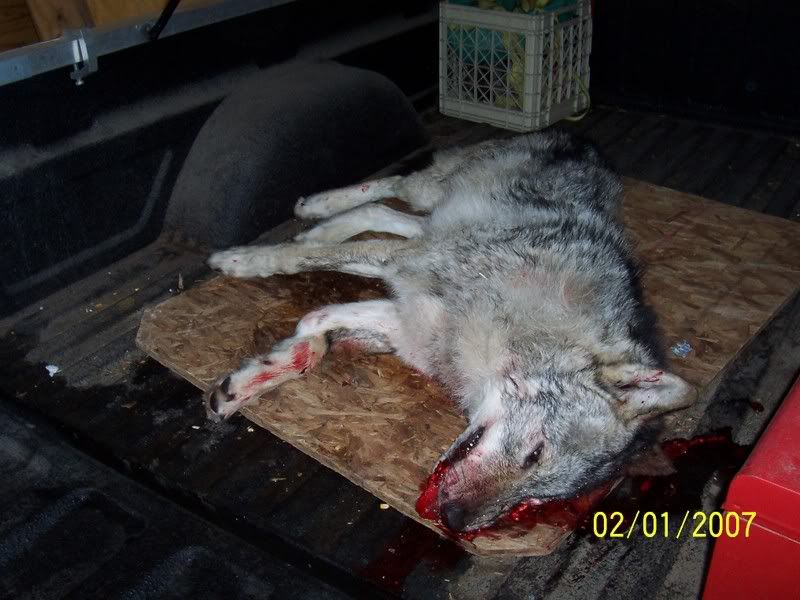 Timber Wolf - Homesteading Questions