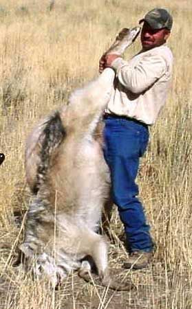 Grandmother, what big teeth you have! - Homesteading Questions