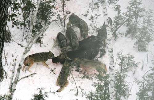 Grandmother, what big teeth you have! - Homesteading Questions