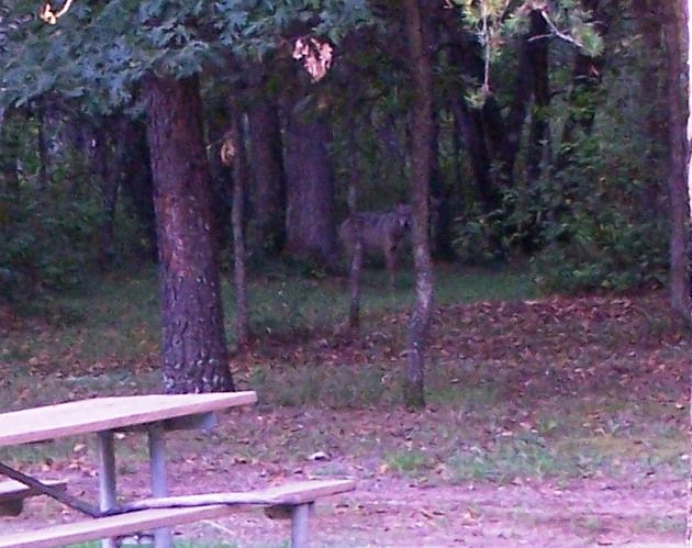 Grandmother, what big teeth you have! - Homesteading Questions