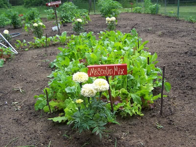 Plant Markers that are less expensive? - Homesteading Questions