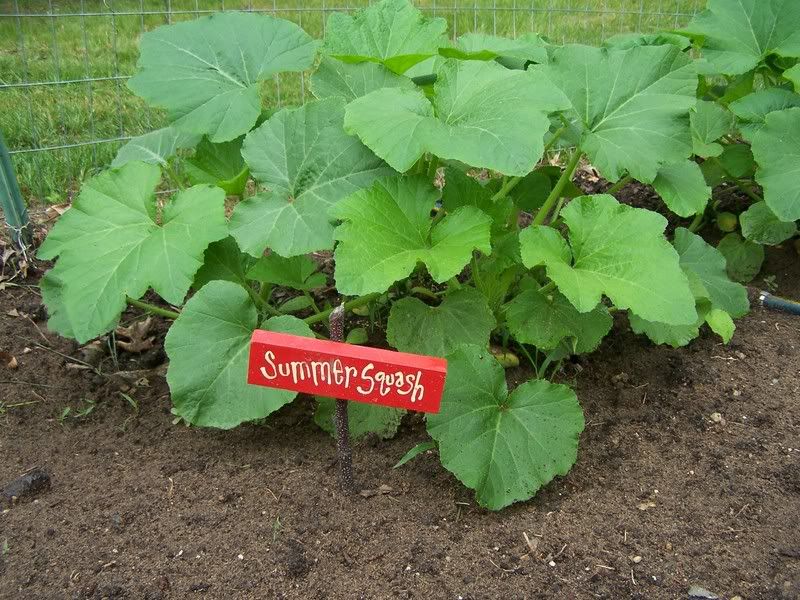 Plant Markers that are less expensive? - Homesteading Questions