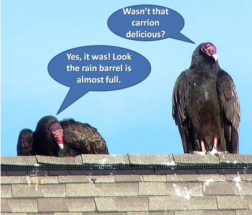 Living Simply Can Kill You - Homesteading Questions