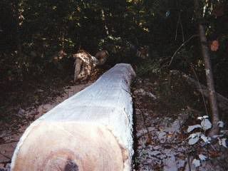 http://img.photobucket.com/albums/v625/fligh/Sawmill/FirstCut2.jpg