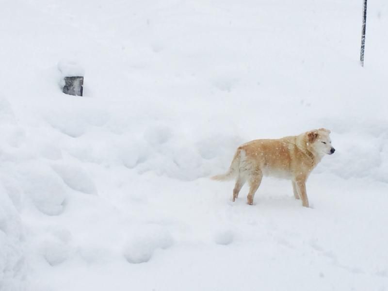 And here we see the noble canine experience snow for the 645th time.