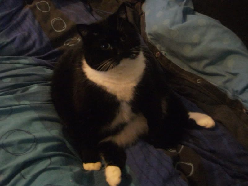 http://img.photobucket.com/albums/v625/griffengreen/Sitting.jpg