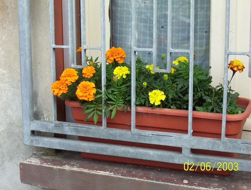 tagetes.jpg