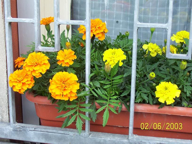 tagetes1.jpg