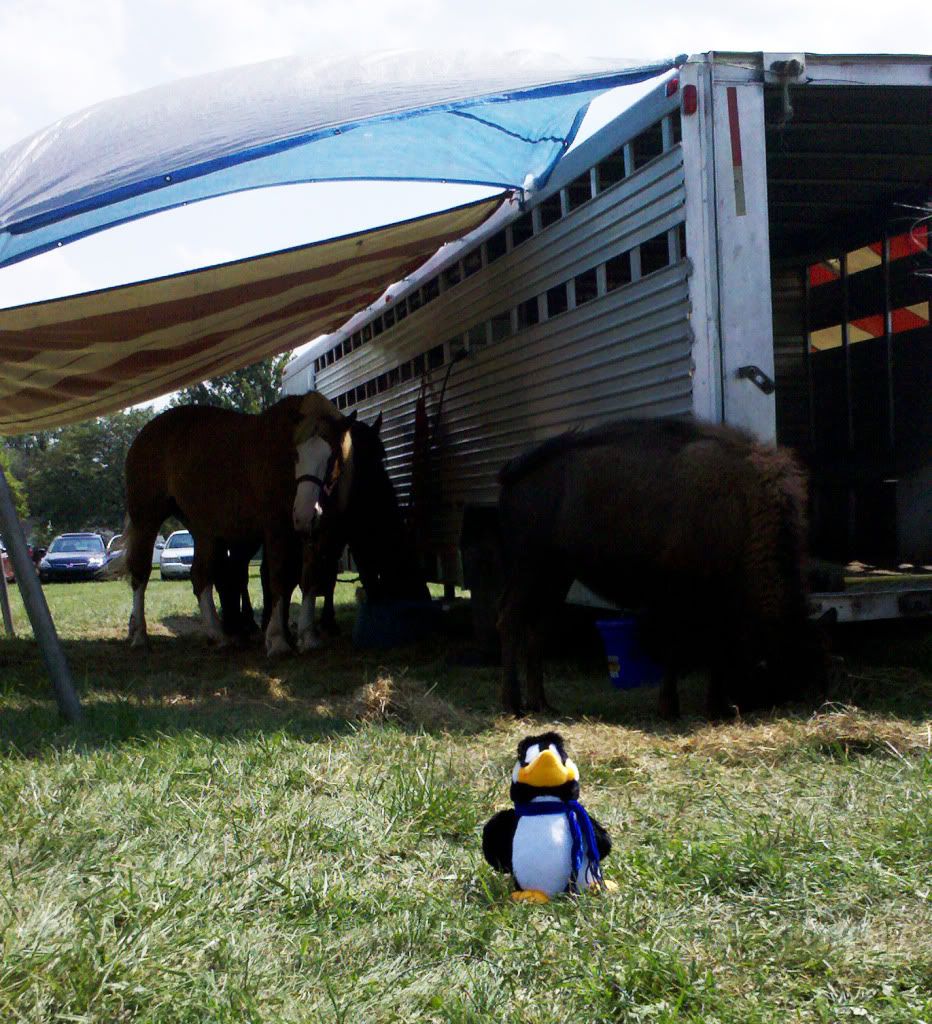 pengybuff.jpg