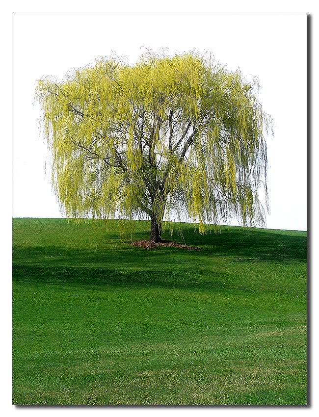 willowtree.jpg