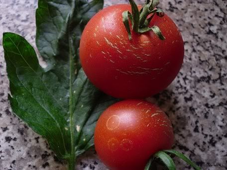 SHIRLEYTOMATOES2.jpg