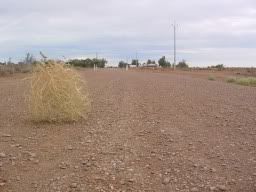 tumbleweed1.jpg