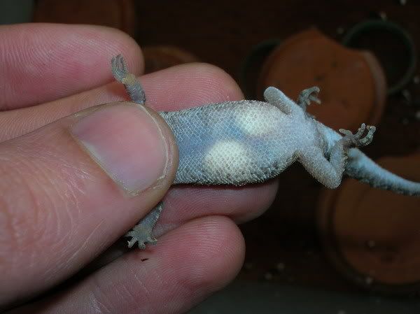 Gecko Eggs Photos