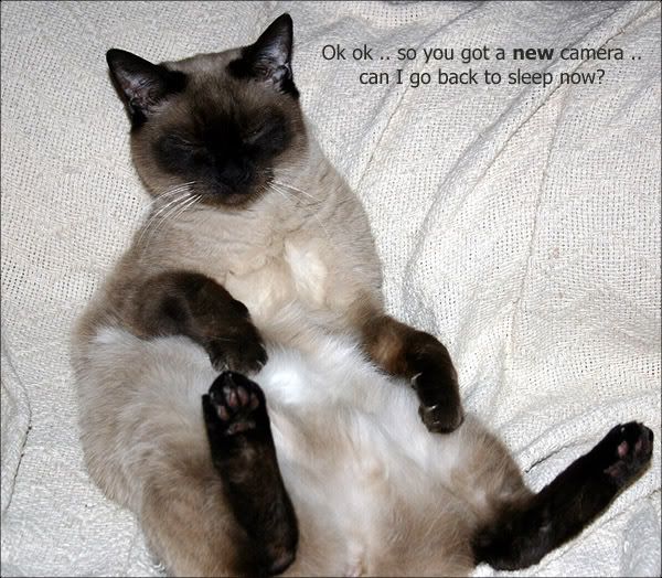 IMAGE: http://img.photobucket.com/albums/v626/TomiImages/imshas.jpg