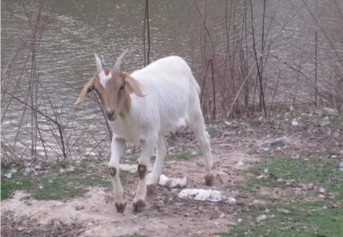 Breed identification - Goats