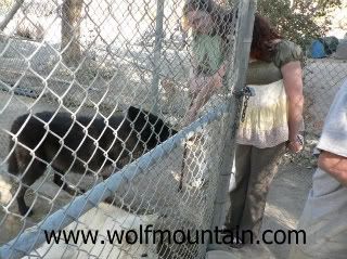 Meeting some of the wolves