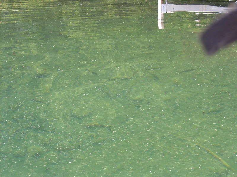 BassPayaLake2.jpg
