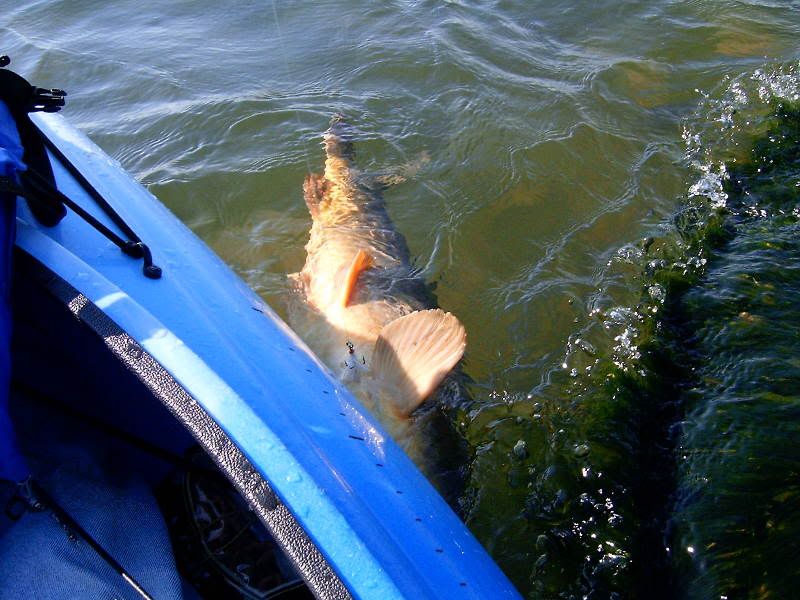 BigCarp.jpg