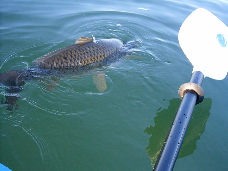 BigCarp2.jpg