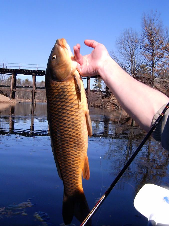 Carp1.jpg