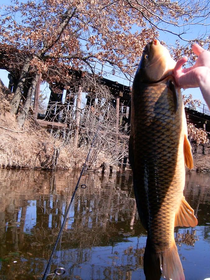 Carp2.jpg